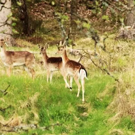 Istrup Gammel Skole * Bedsted Thy